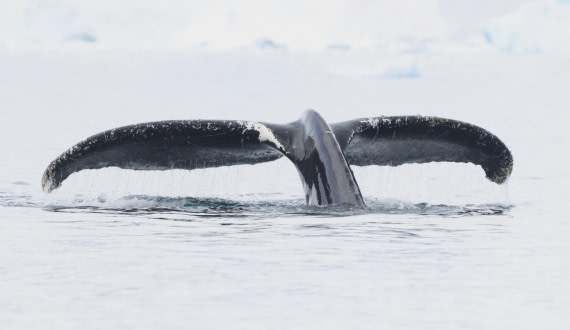 HDS27-26, Day 7, IMG_9344 © Unknown photographer - Oceanwide Expeditions.JPG