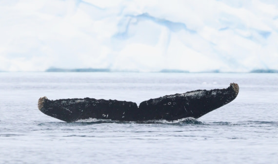 HDS27-26, Day 7, IMG_9364 © Unknown photographer - Oceanwide Expeditions.JPG