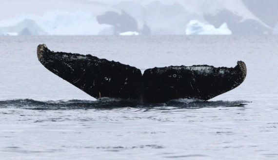 HDS27-26, Day 7, IMG_9372 © Unknown photographer - Oceanwide Expeditions.JPG