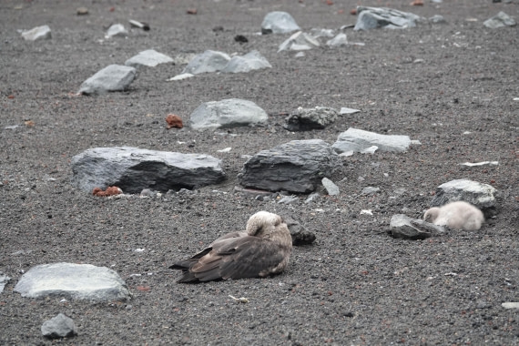 HDS27-26, Day 8, DSC04602 © Unknown photographer - Oceanwide Expeditions.JPG