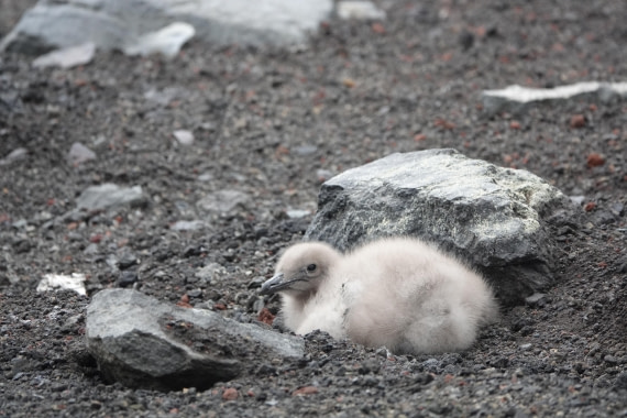 HDS27-26, Day 8, DSC04603 © Unknown photographer - Oceanwide Expeditions.JPG