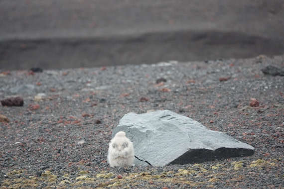 HDS27-26, Day 8, DSC04610 © Unknown photographer - Oceanwide Expeditions.JPG