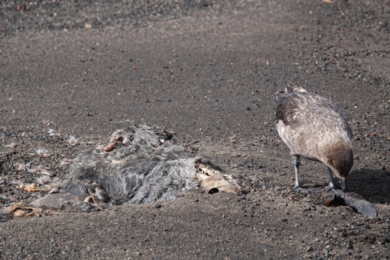 HDS27-26, Day 8, DSC04614 © Unknown photographer - Oceanwide Expeditions.JPG