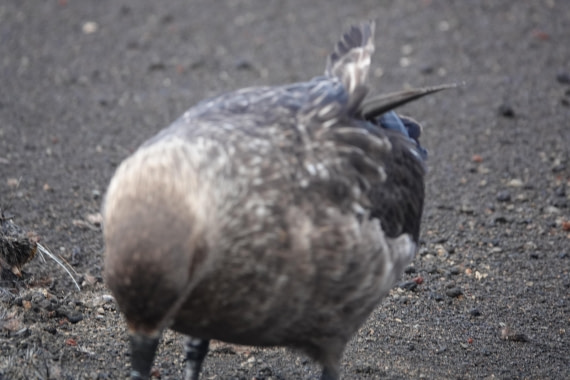 HDS27-26, Day 8, DSC04616 © Unknown photographer - Oceanwide Expeditions.JPG