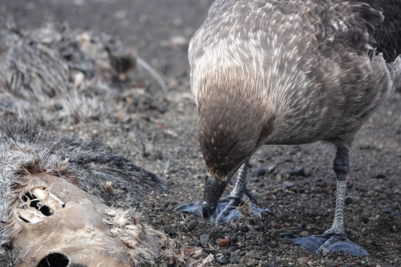HDS27-26, Day 8, DSC04617 © Unknown photographer - Oceanwide Expeditions.JPG