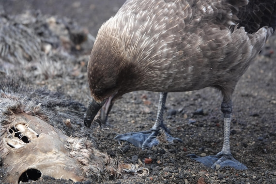 HDS27-26, Day 8, DSC04619 © Unknown photographer - Oceanwide Expeditions.JPG