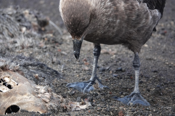 HDS27-26, Day 8, DSC04620 © Unknown photographer - Oceanwide Expeditions.JPG