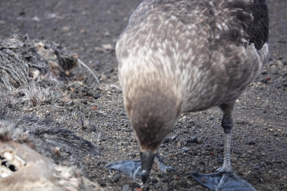 HDS27-26, Day 8, DSC04621 © Unknown photographer - Oceanwide Expeditions.JPG