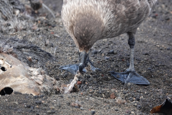 HDS27-26, Day 8, DSC04622 © Unknown photographer - Oceanwide Expeditions.JPG