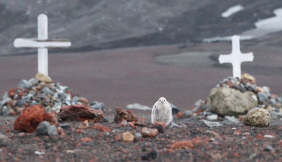 HDS27-26, Day 8, IMG_9475 © Unknown photographer - Oceanwide Expeditions.JPG