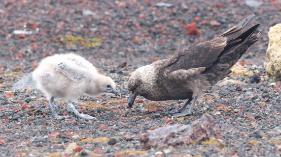 HDS27-26, Day 8, IMG_9560 © Unknown photographer - Oceanwide Expeditions.JPG