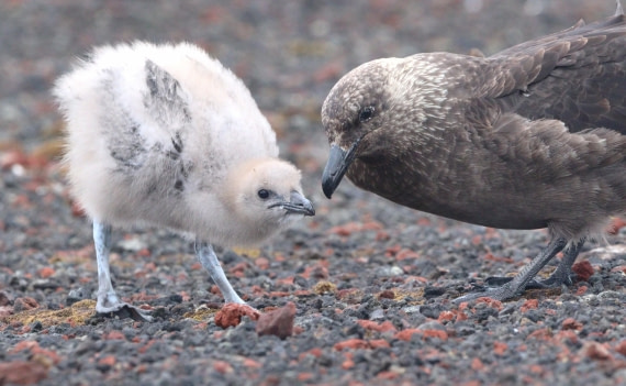 HDS27-26, Day 8, IMG_9595 © Unknown photographer - Oceanwide Expeditions.JPG