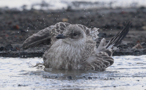HDS27-26, Day 8, IMG_9673 © Unknown photographer - Oceanwide Expeditions.JPG
