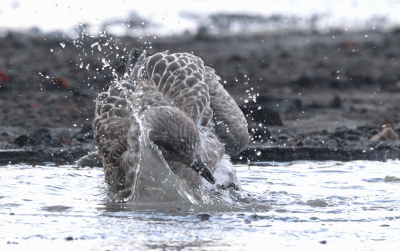 HDS27-26, Day 8, IMG_9676 © Unknown photographer - Oceanwide Expeditions.JPG
