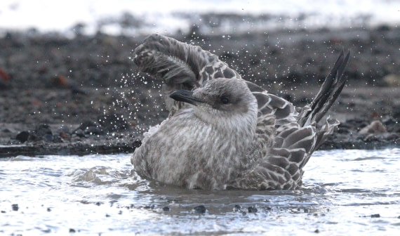HDS27-26, Day 8, IMG_9682 © Unknown photographer - Oceanwide Expeditions.JPG