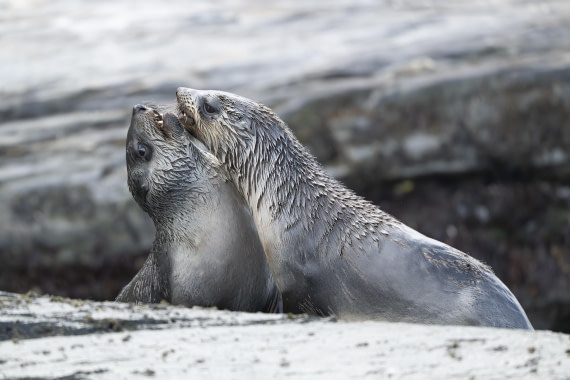 Young furseals playing together on the beach of St Andrew’s Bay,South Georgia