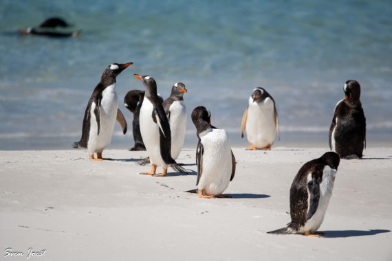 PLA27-26, Day 3, DSC_1568.jpg © Sven Joest - Oceanwide Expeditions.jpg