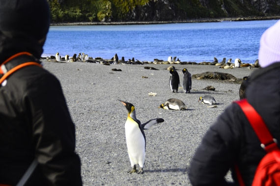 PLA27-26, Day 7, _DSC0061.JPG © Unknown Photographer - Oceanwide Expeditions.JPG