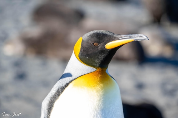 PLA27-26, Day 7, DSC_2355.jpg © Sven Joest - Oceanwide Expeditions.jpg