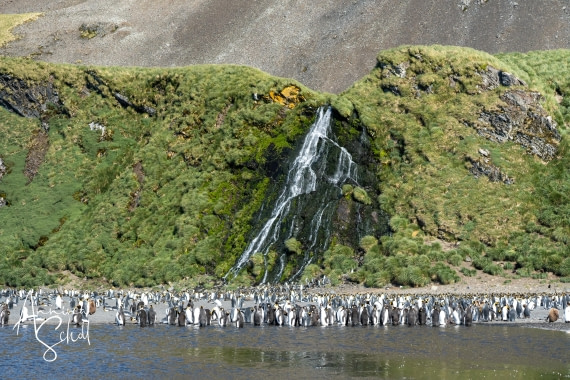 PLA27-26, Day 7, DSC03256.jpg © Annina Scholl - Oceanwide Expeditions.jpg