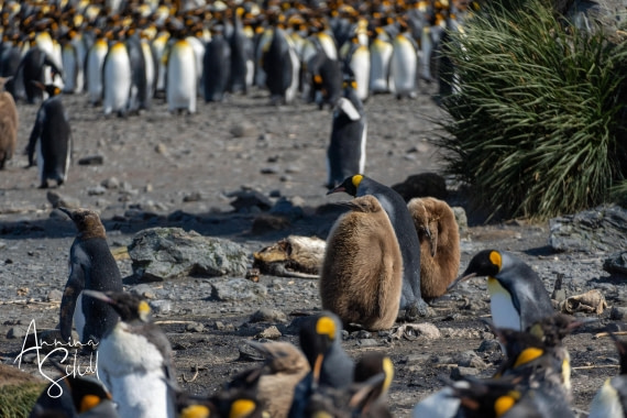 PLA27-26, Day 7, DSC03271.jpg © Annina Scholl - Oceanwide Expeditions.jpg