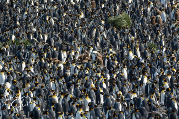 PLA27-26, Day 7, DSC03336.jpg © Annina Scholl - Oceanwide Expeditions.jpg