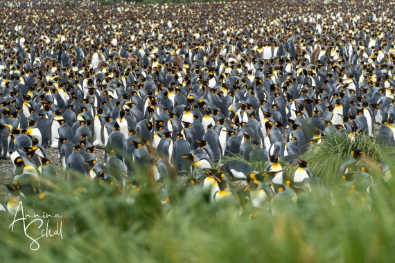 PLA27-26, Day 7, DSC03420.jpg © Annina Scholl - Oceanwide Expeditions.jpg