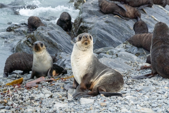 PLA27-26, Day 8, DSC03659.jpg © Annina Scholl - Oceanwide Expeditions.jpg