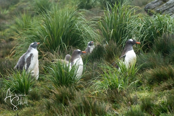 PLA27-26, Day 9, DSC03878.jpg © Annina Scholl - Oceanwide Expeditions.jpg