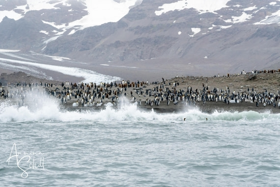 PLA27-26, Day 10, DSC04018.jpg © Annina Scholl - Oceanwide Expeditions.jpg