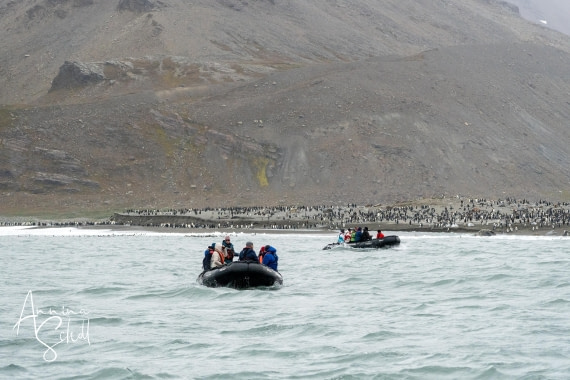 PLA27-26, Day 10, DSC04043.jpg © Annina Scholl - Oceanwide Expeditions.jpg