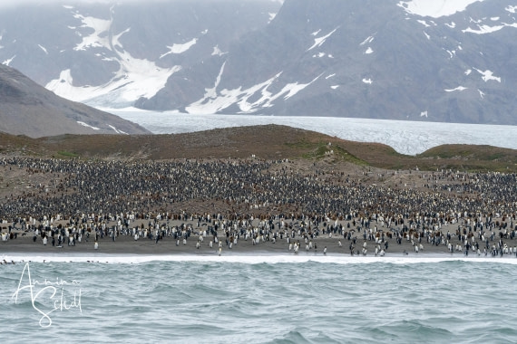PLA27-26, Day 10, DSC04045.jpg © Annina Scholl - Oceanwide Expeditions.jpg