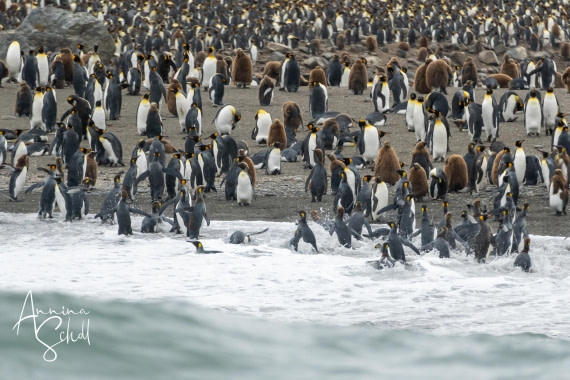 PLA27-26, Day 10, DSC04049.jpg © Annina Scholl - Oceanwide Expeditions.jpg