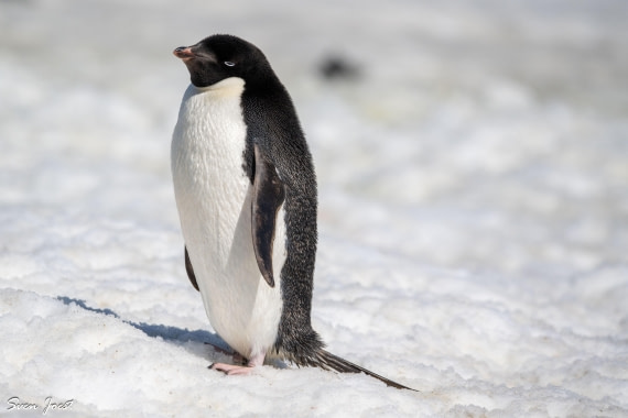 PLA27-26, Day 14, DSC_3734.jpg © Sven Joest - Oceanwide Expeditions.jpg