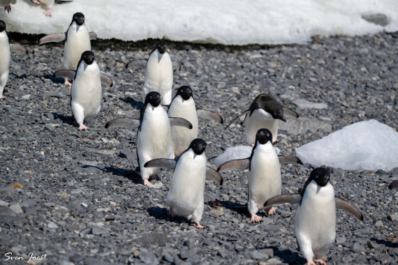 PLA27-26, Day 14, DSC_3777.jpg © Sven Joest - Oceanwide Expeditions.jpg