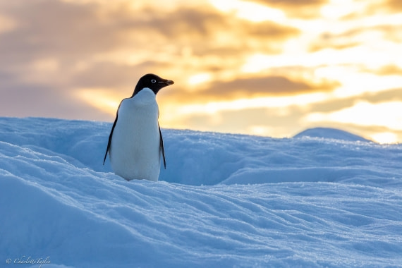 PLA27-26, Day 14, FZ1A8037.jpg © Charlotte Taplin - Oceanwide Expeditions.jpg