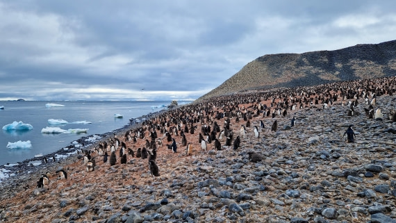 PLA27-26, Day 15, 20260202_074458.jpg © Unknown Photographer - Oceanwide Expeditions.jpg