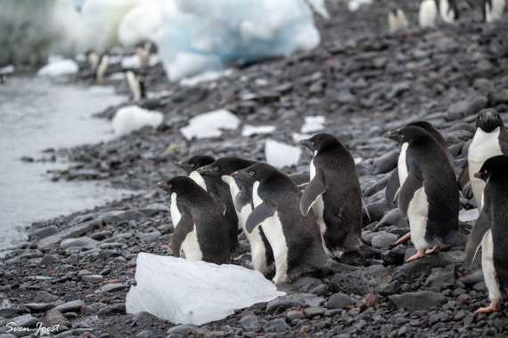 PLA27-26, Day 15, DSC_4237.jpg © Sven Joest - Oceanwide Expeditions.jpg