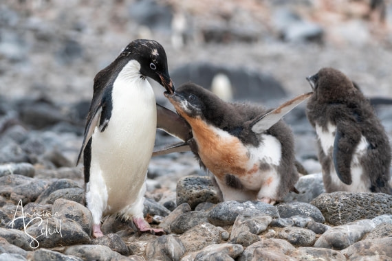 PLA27-26, Day 15, DSC05423.jpg © Annina Scholl - Oceanwide Expeditions.jpg