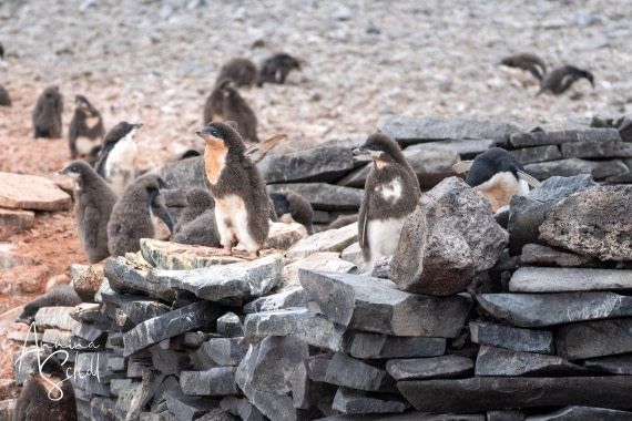 PLA27-26, Day 15, DSC05553.jpg © Annina Scholl - Oceanwide Expeditions.jpg