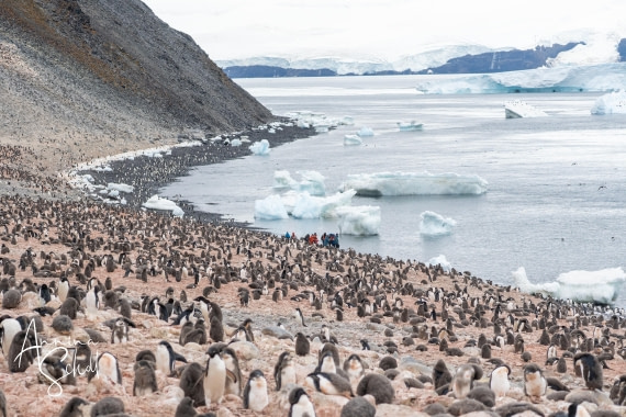 PLA27-26, Day 15, DSC05653.jpg © Annina Scholl - Oceanwide Expeditions.jpg