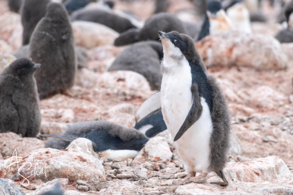 PLA27-26, Day 15, DSC05688.jpg © Annina Scholl - Oceanwide Expeditions.jpg