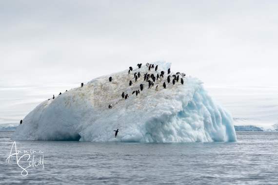 PLA27-26, Day 15, DSC05742.jpg © Annina Scholl - Oceanwide Expeditions.jpg