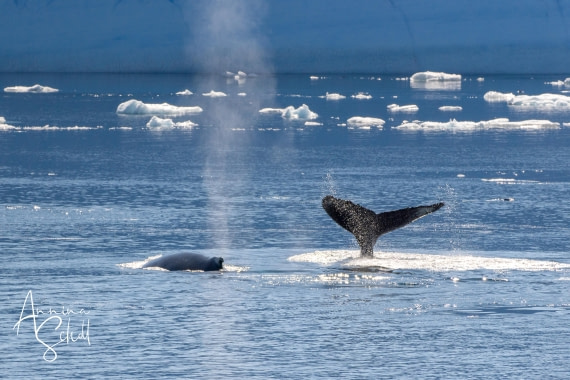 PLA27-26, Day 15, DSC05871.jpg © Annina Scholl - Oceanwide Expeditions.jpg