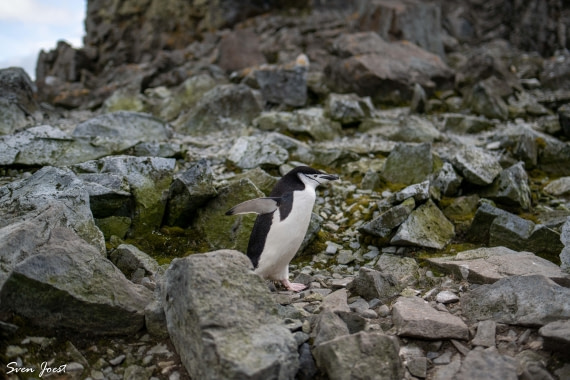 PLA27-26, Day 16, DSC_4437.jpg © Sven Joest - Oceanwide Expeditions.jpg