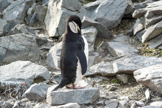 PLA27-26, Day 16, DSC06100.jpg © Annina Scholl - Oceanwide Expeditions.jpg