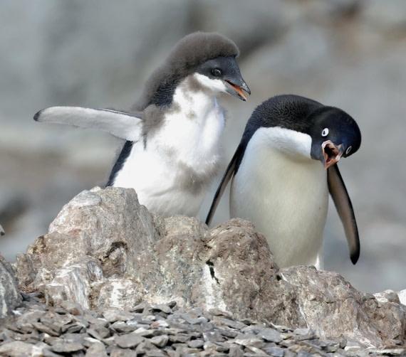 "It's Krill, not kill"