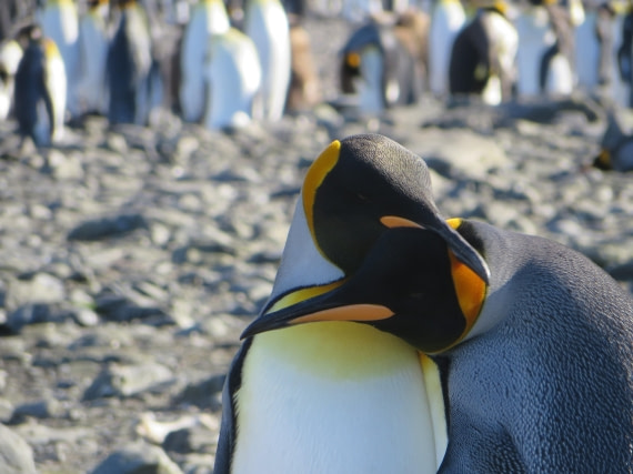 Cuddling King Penguins