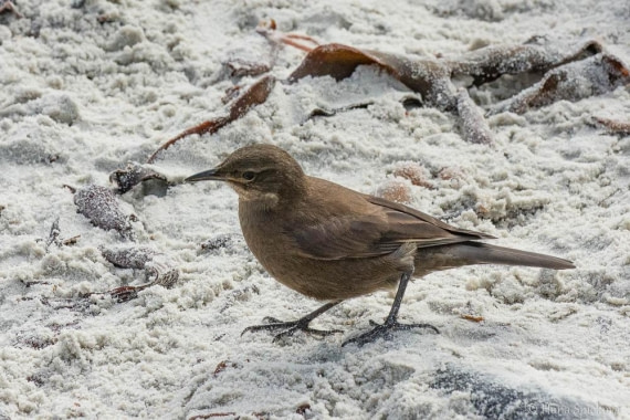 HDS28-26, Day 3, _DSC9282 Hana (1).jpg © Hana Spickova - Oceanwide Expeditions.jpg