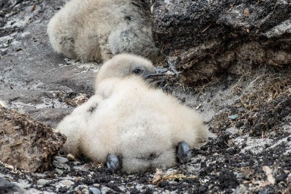 HDS28-26, Day 3, _DSC9282 Hana (9).jpg © Hana Spickova - Oceanwide Expeditions.jpg